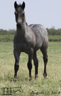 Drifting Lou's 2018 Blue Roan Filly DIVI LOU DRIFTER MA
